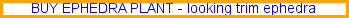 Buy ephedra plant